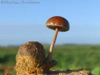 Zandkaalkopje [Deconica montana]
